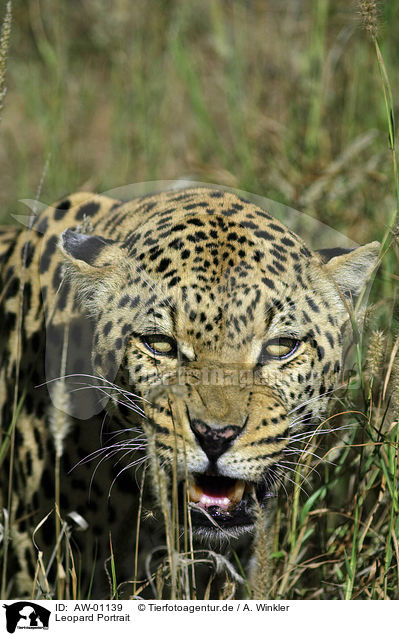 Leopard Portrait / AW-01139