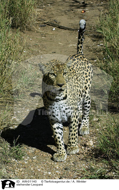 stehender Leopard / AW-01140