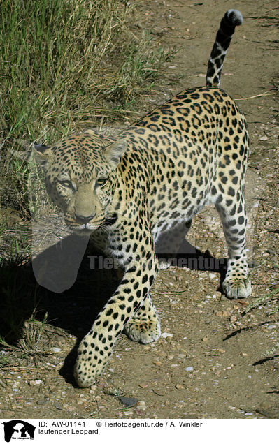 laufender Leopard / AW-01141