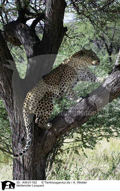 kletternder Leopard / AW-01162