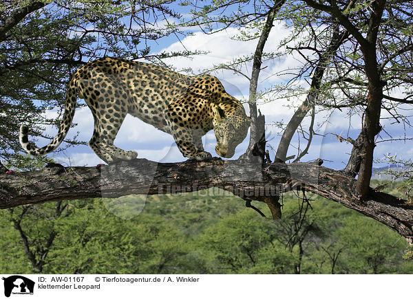 kletternder Leopard / AW-01167