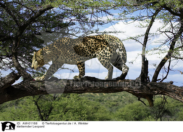 kletternder Leopard / AW-01168
