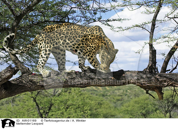 kletternder Leopard / AW-01169