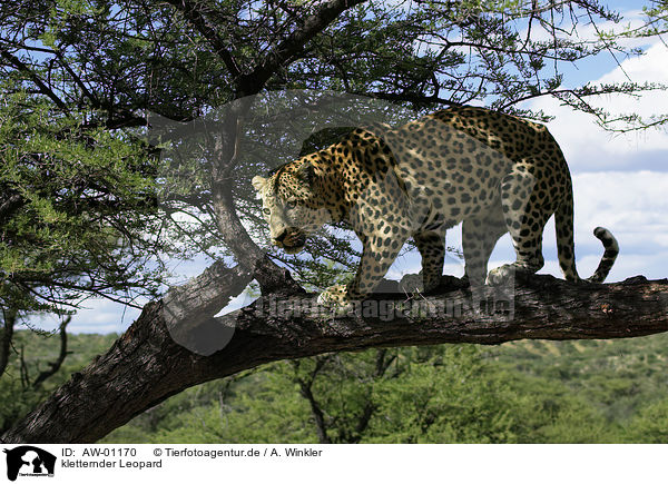 kletternder Leopard / AW-01170