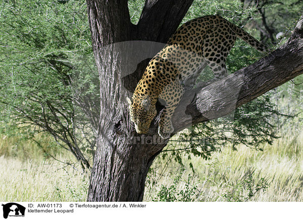 kletternder Leopard / AW-01173