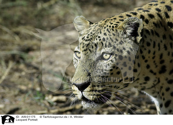 Leopard Portrait / AW-01175