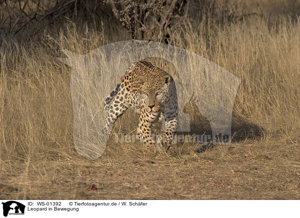 Leopard in Bewegung / WS-01392
