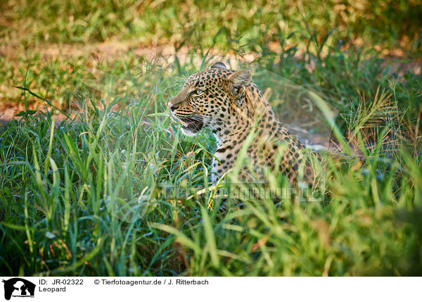 Leopard / Leopard / JR-02322