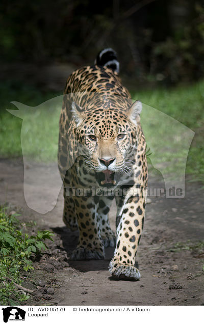 Leopard / AVD-05179
