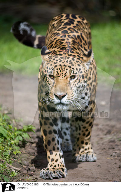 Leopard / AVD-05183