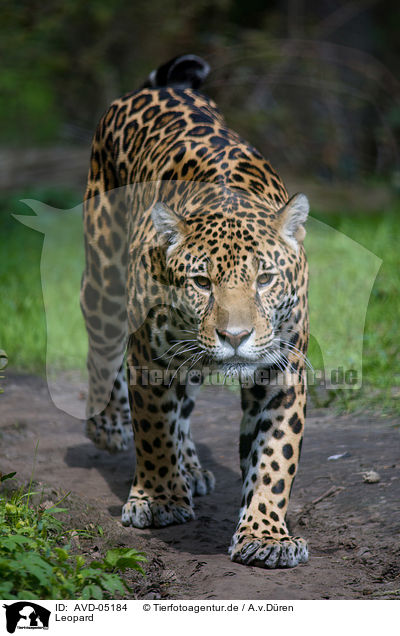 Leopard / AVD-05184