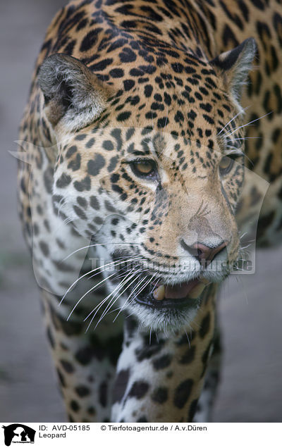 Leopard / AVD-05185