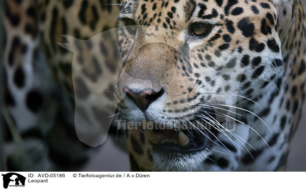 Leopard / AVD-05186