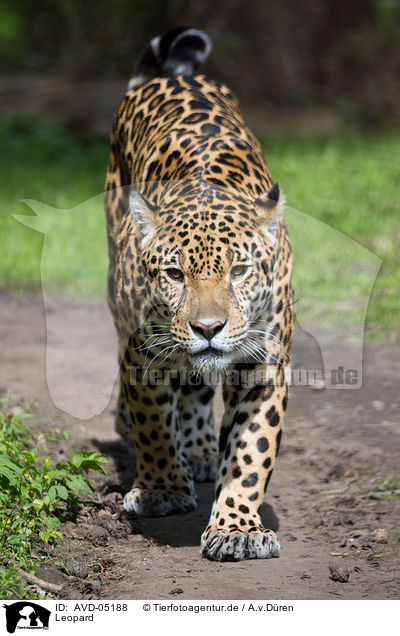 Leopard / AVD-05188