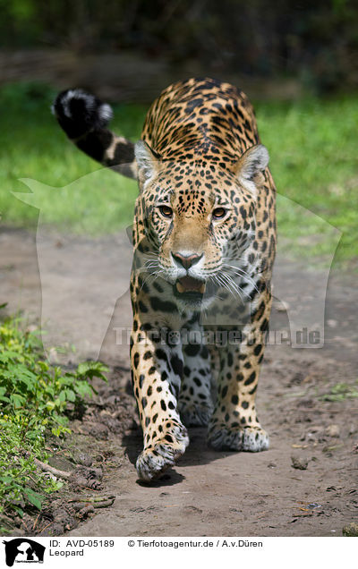 Leopard / AVD-05189