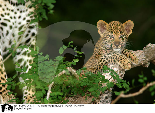 junger Leopard / young Leopard / FLPA-04474