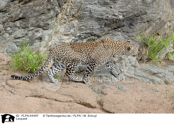 Leopard / FLPA-04497