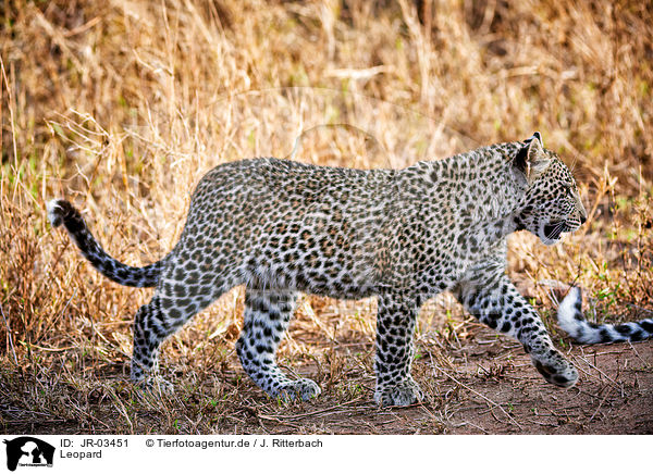Leopard / JR-03451