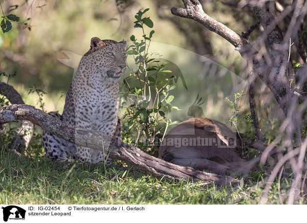 sitzender Leopard / IG-02454