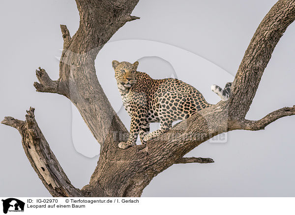 Leopard auf einem Baum / IG-02970