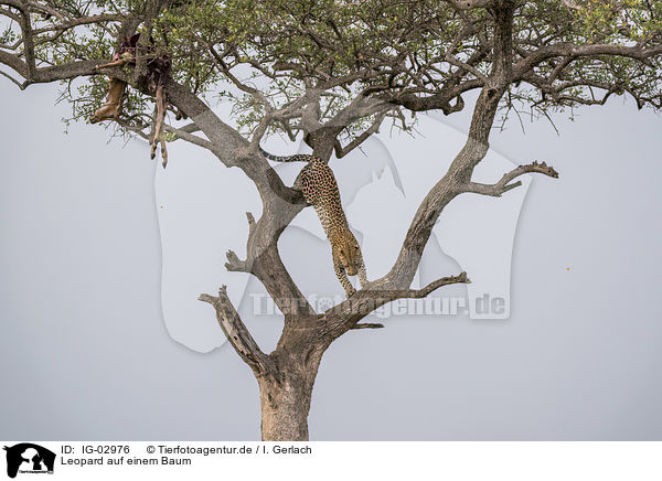 Leopard auf einem Baum / IG-02976