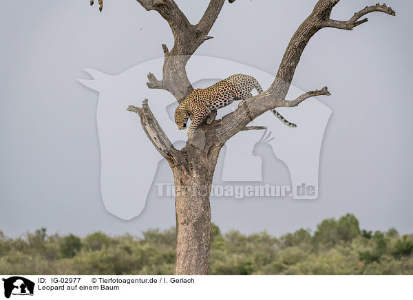 Leopard auf einem Baum / IG-02977