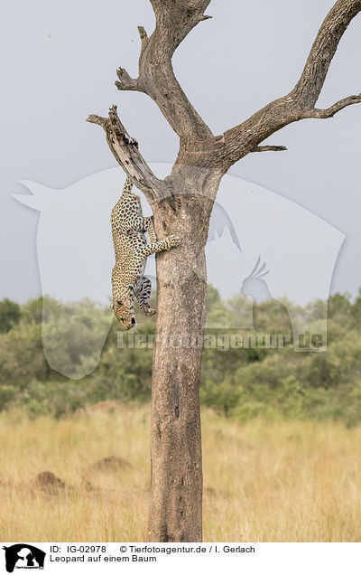 Leopard auf einem Baum / IG-02978