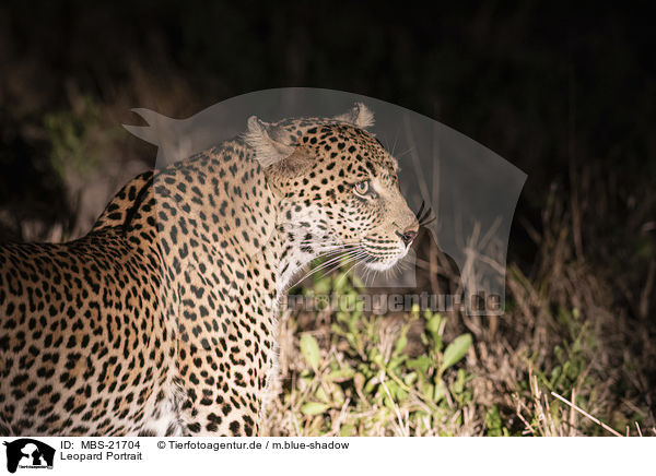 Leopard Portrait / MBS-21704