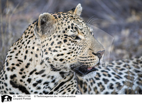 Leopard Portrait / MBS-21728