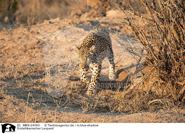 Sdafrikanischer Leopard / MBS-24093