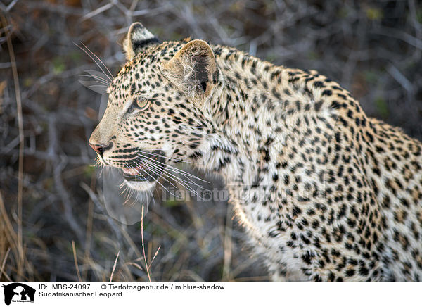 Sdafrikanischer Leopard / MBS-24097