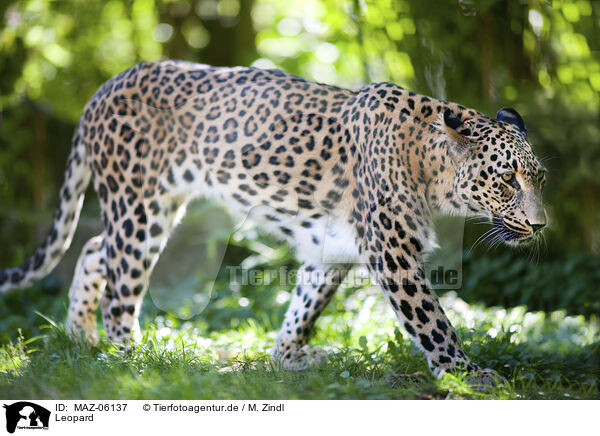 Leopard / MAZ-06137