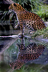 Chinesischer Leopard