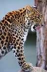 Chinesischer Leopard