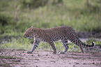 laufender Leopard