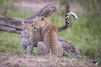 Leoparden