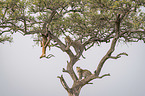 Leoparden auf einem Baum