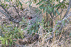 Leopard mit Beute