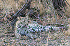 liegender Leopard