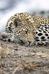liegender Leopard