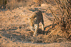 Sdafrikanischer Leopard