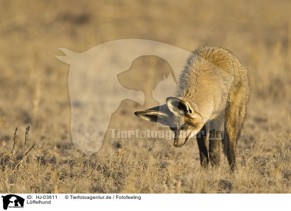 Lffelhund / bat-eared fox / HJ-03611