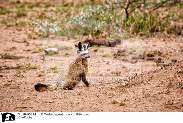 Lffelfuchs / bat-eared fox / JR-03644