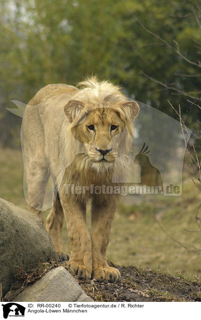 Angola-Lwen Mnnchen / male Lion / RR-00240