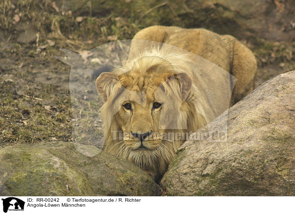 Angola-Lwen Mnnchen / male Lion / RR-00242