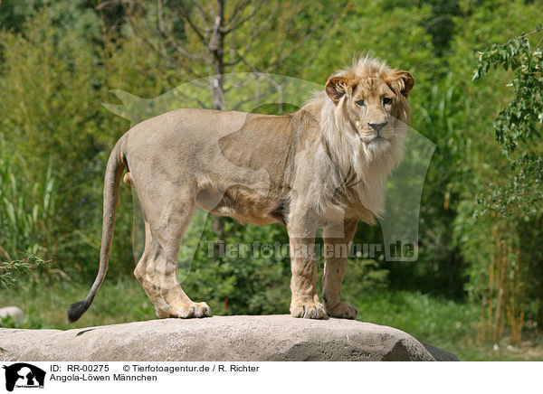 Angola-Lwen Mnnchen / male Lion / RR-00275
