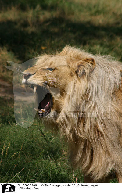 brllender Lwe / roaring lion / SS-00206