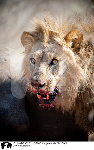 Lwe mit Beute / lion with prey / MAZ-03023