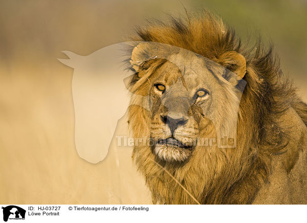 Lwe Portrait / lion portrait / HJ-03727