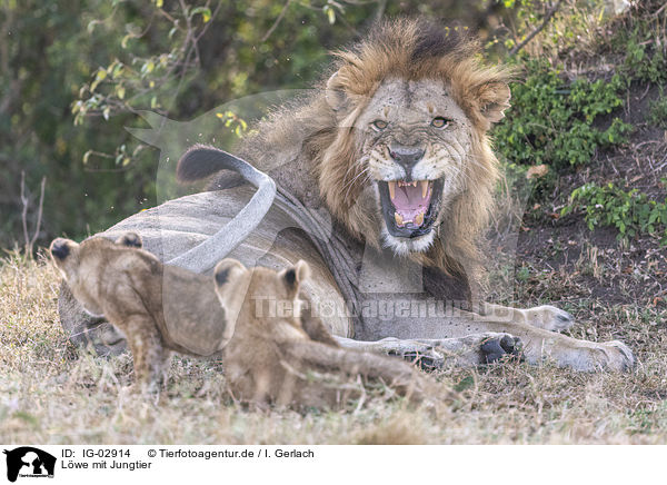Lwe mit Jungtier / Lion with cub / IG-02914